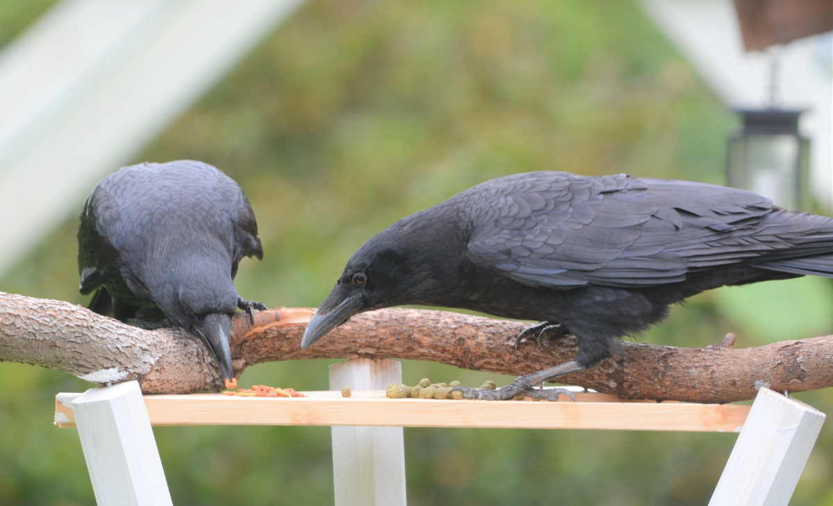 エサ台のハシボソガラス