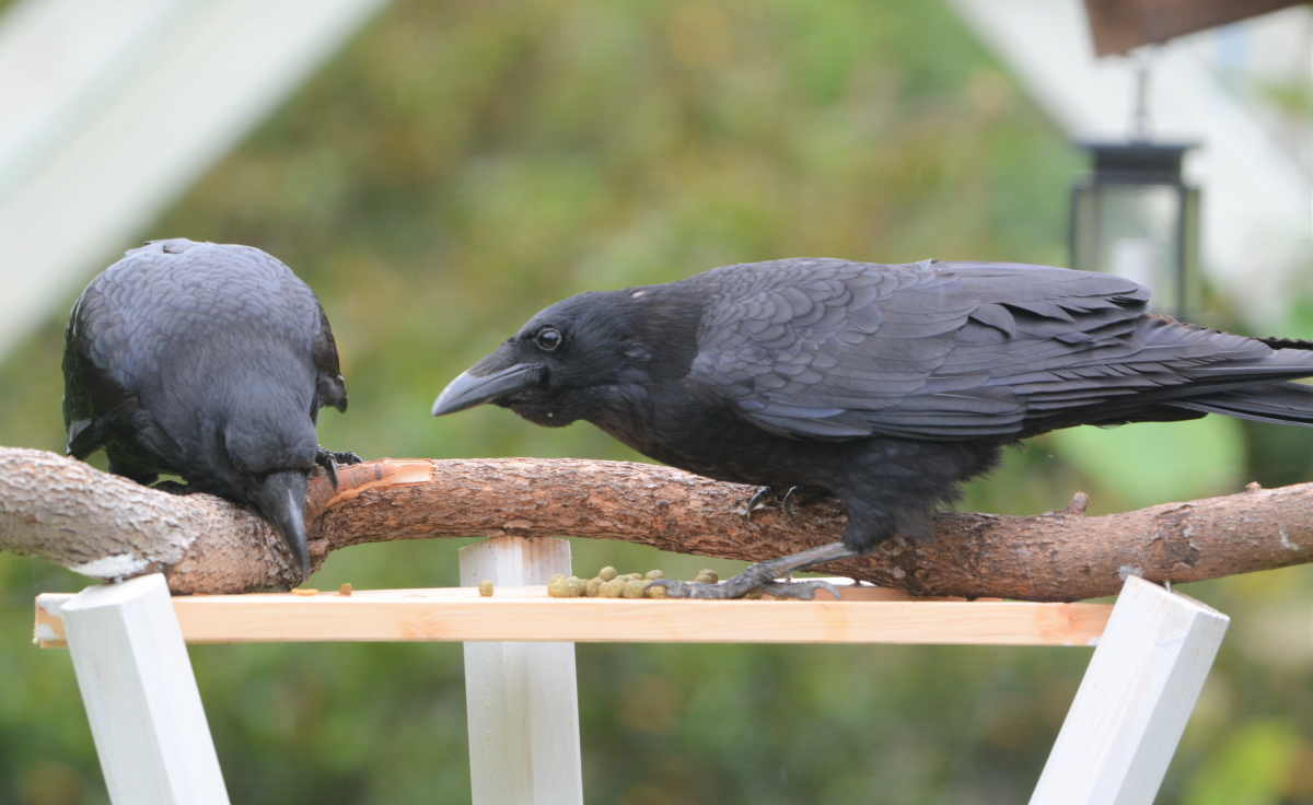 エサ台のハシボソガラス