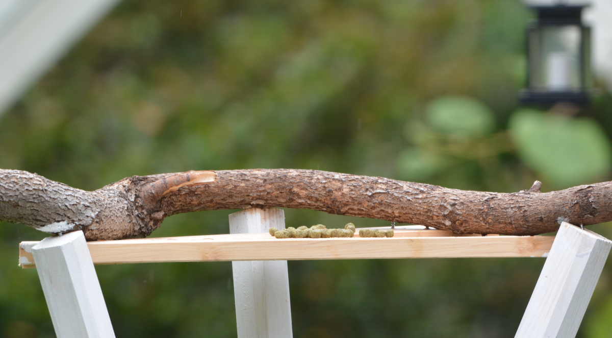 エサ台のハシボソガラス