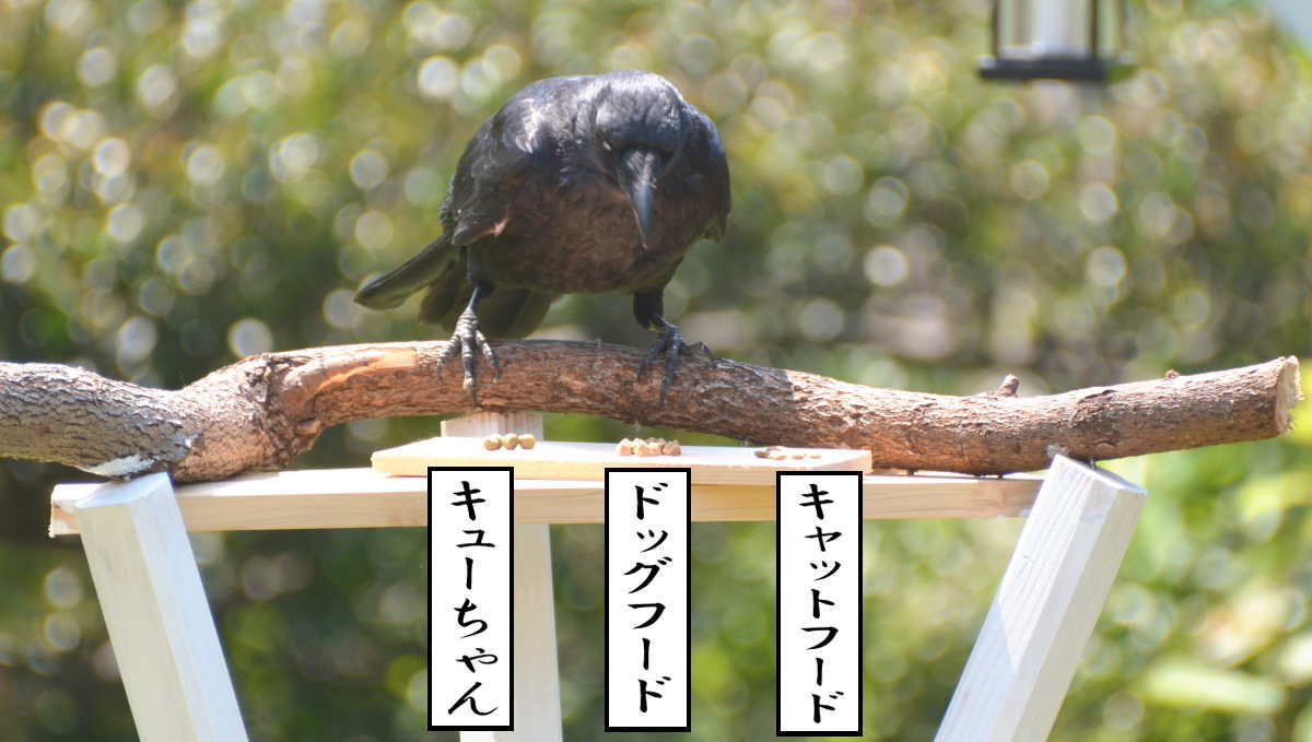 エサ台のハシボソガラス