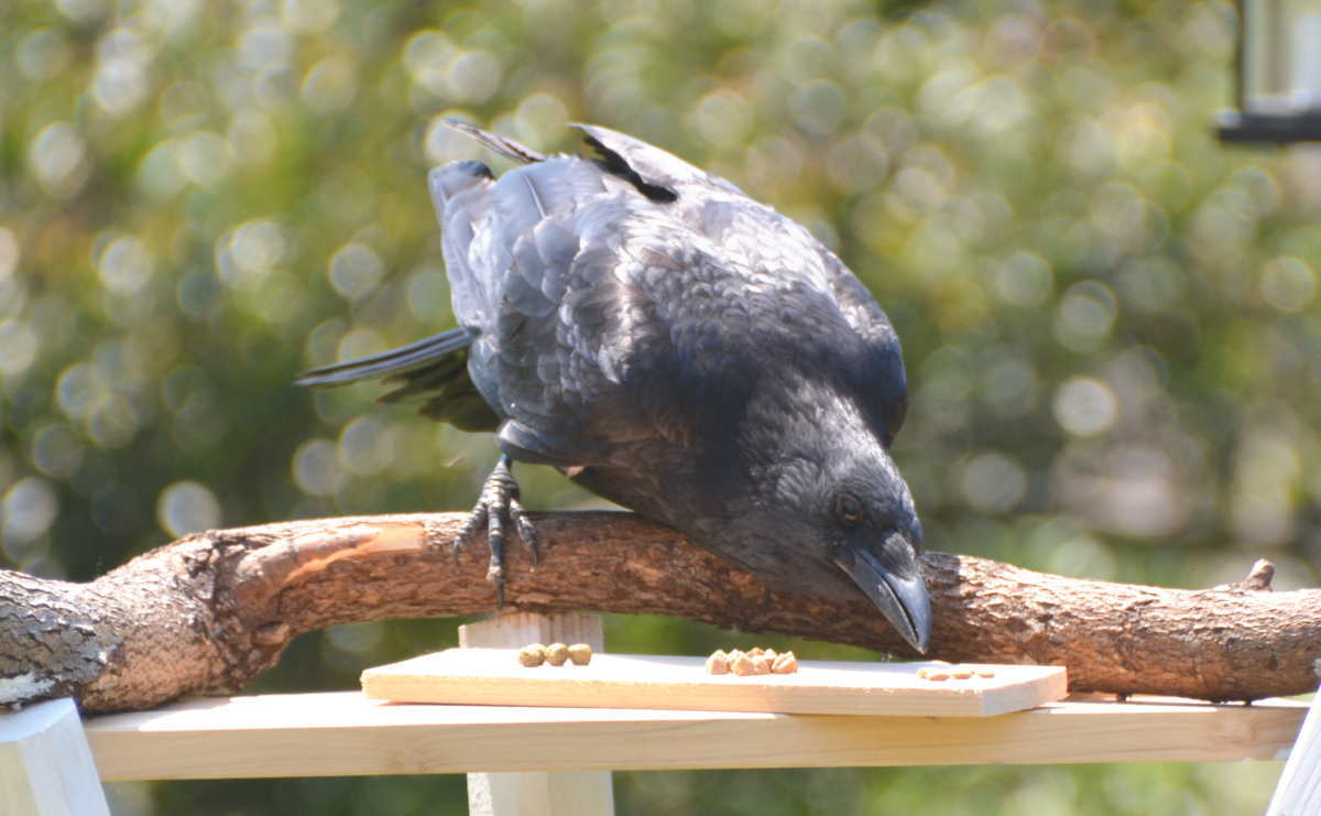 エサ台のハシボソガラス