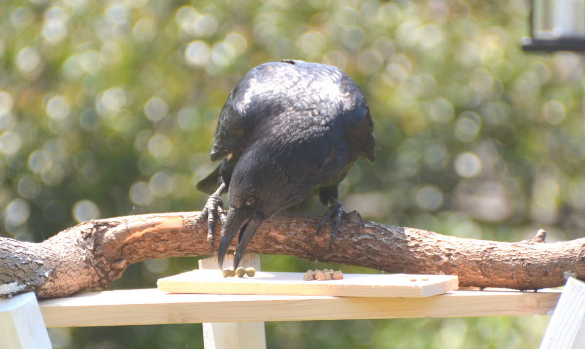 エサ台のハシボソガラス
