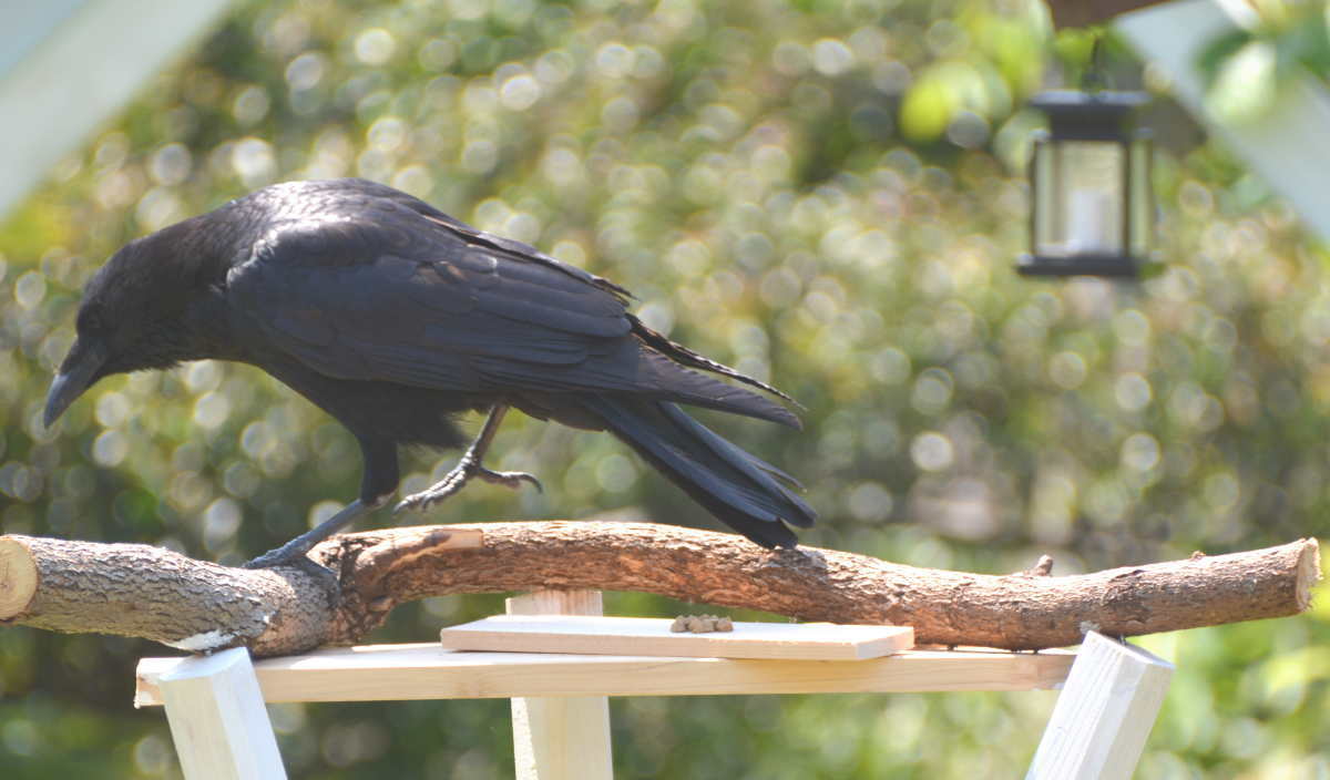 エサ台のハシボソガラス