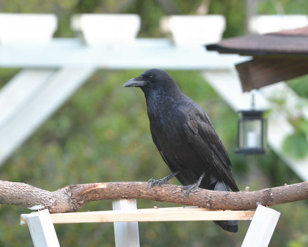 エサ台のカラス