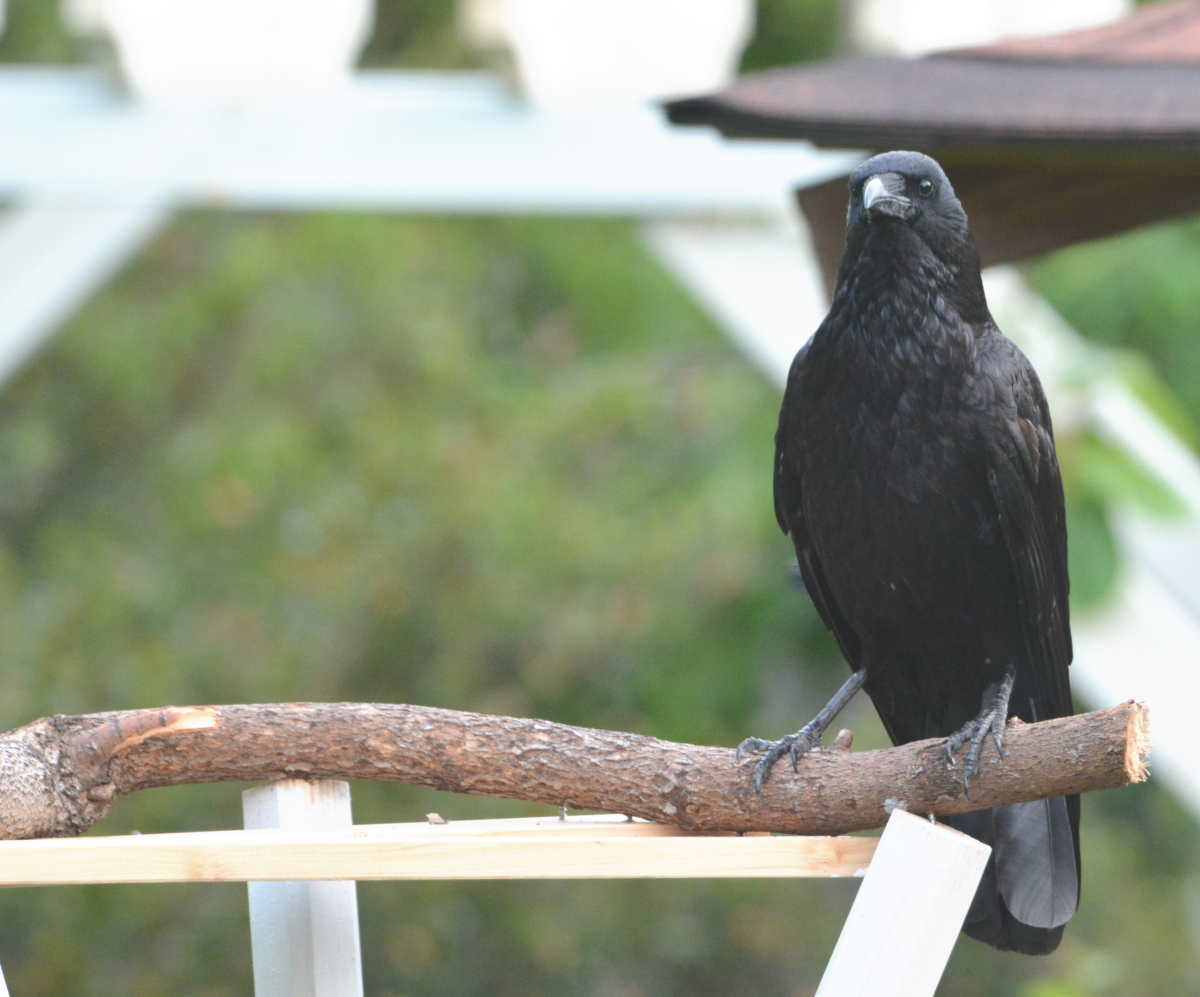 エサ台のカラス