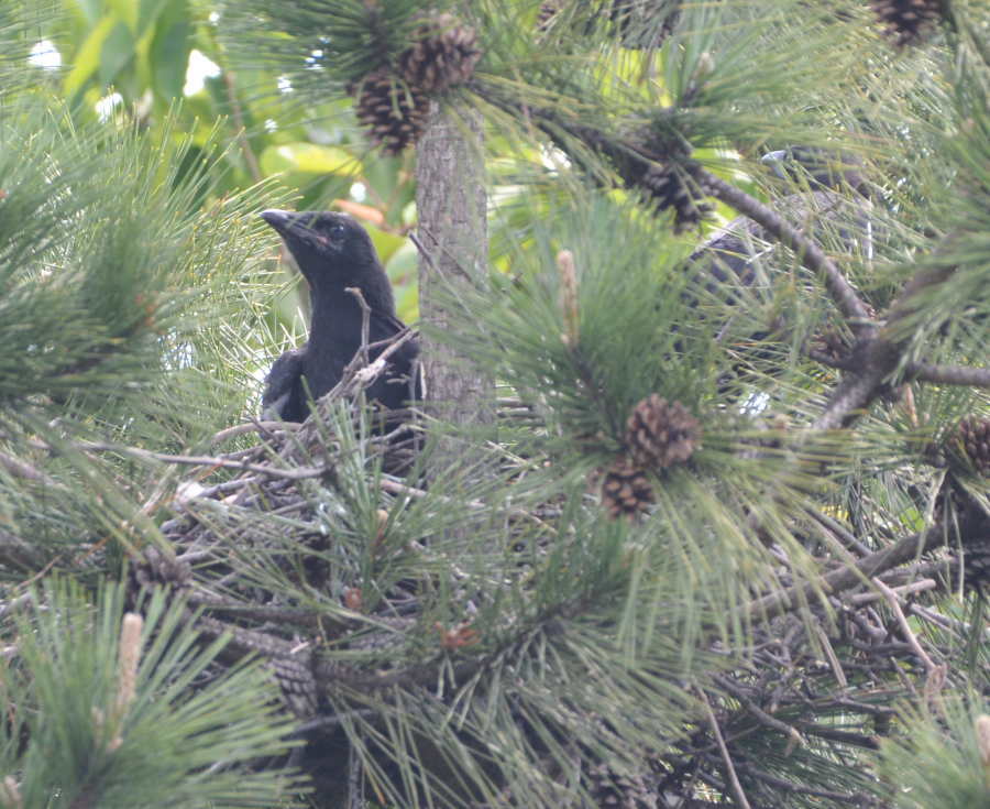 巣の中のカラス