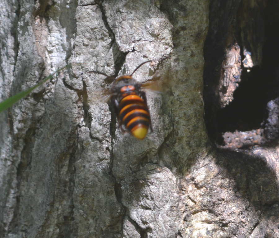 オオスズメバチ