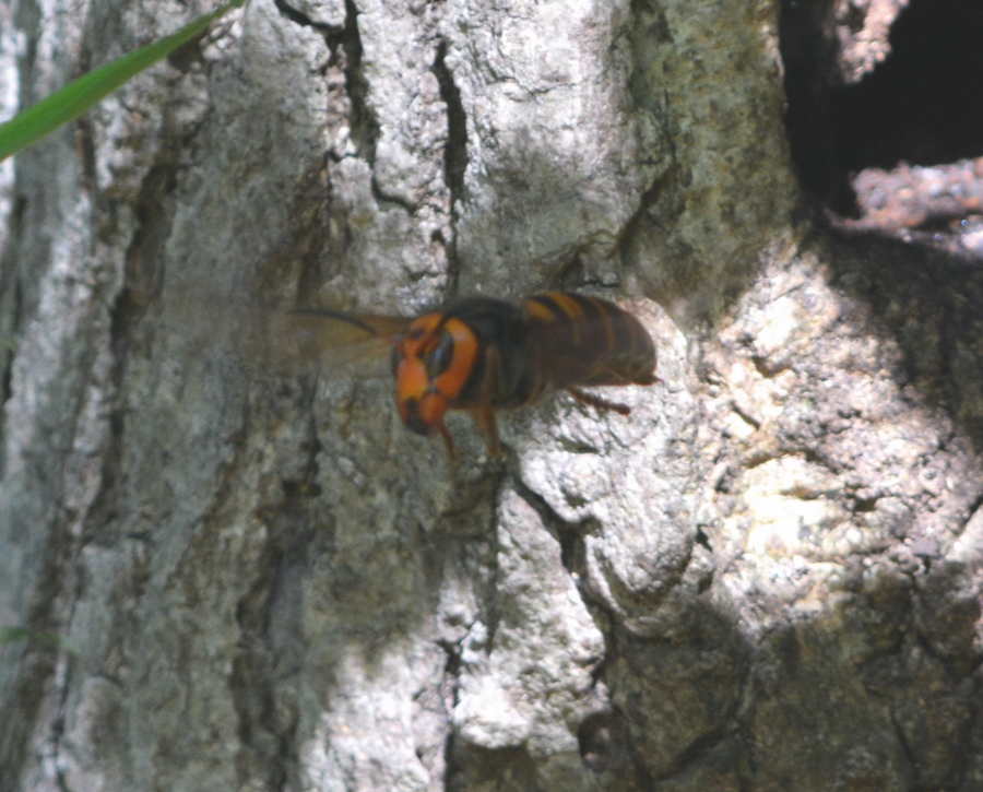 オオスズメバチ