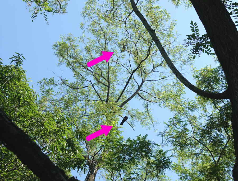 ハシボソガラスの夫婦