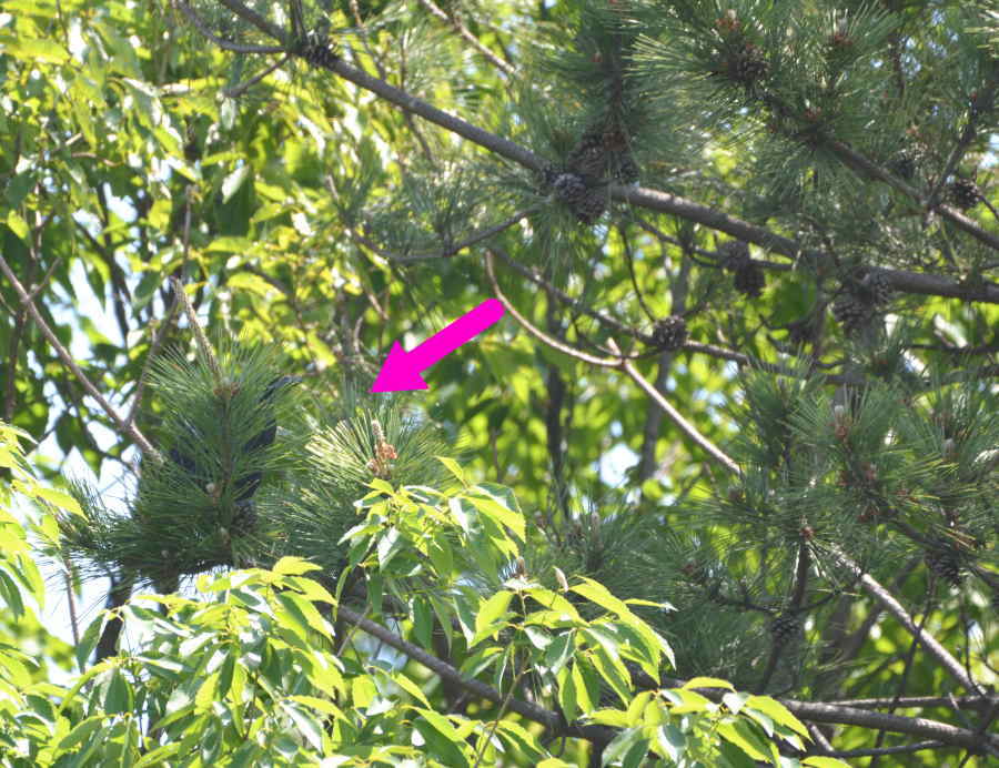 巣立ちの子ガラス