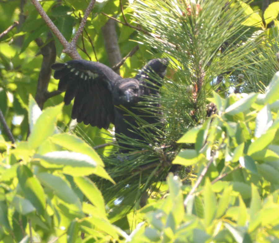 巣立ちの子ガラス