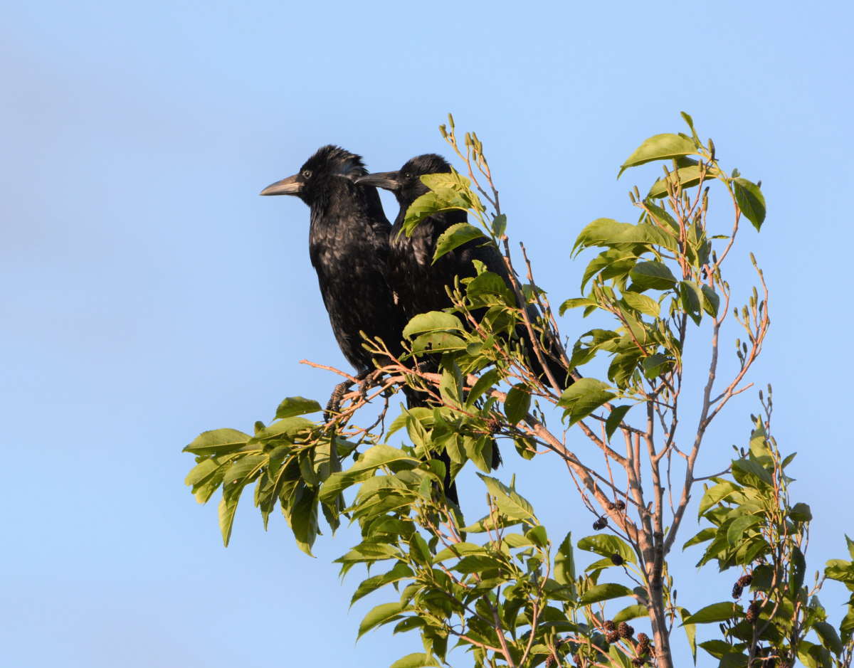 ハシボソガラスの夫婦