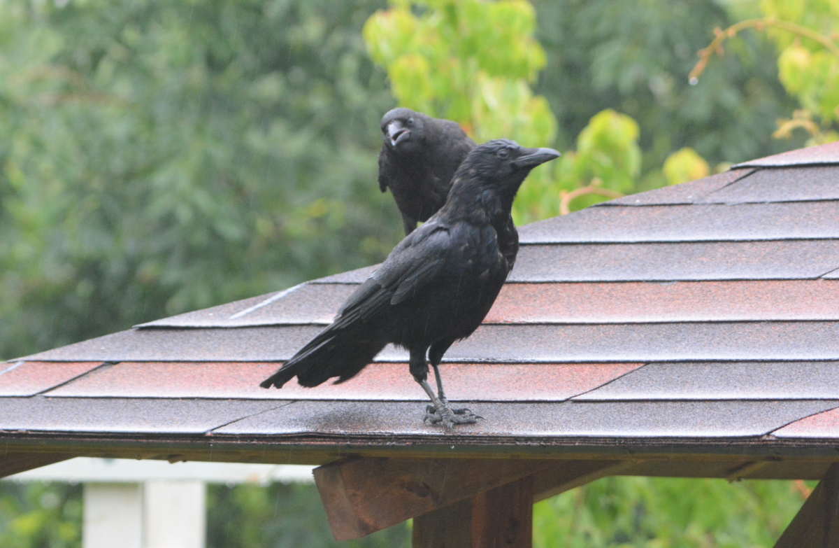 ハシボソガラスの親子