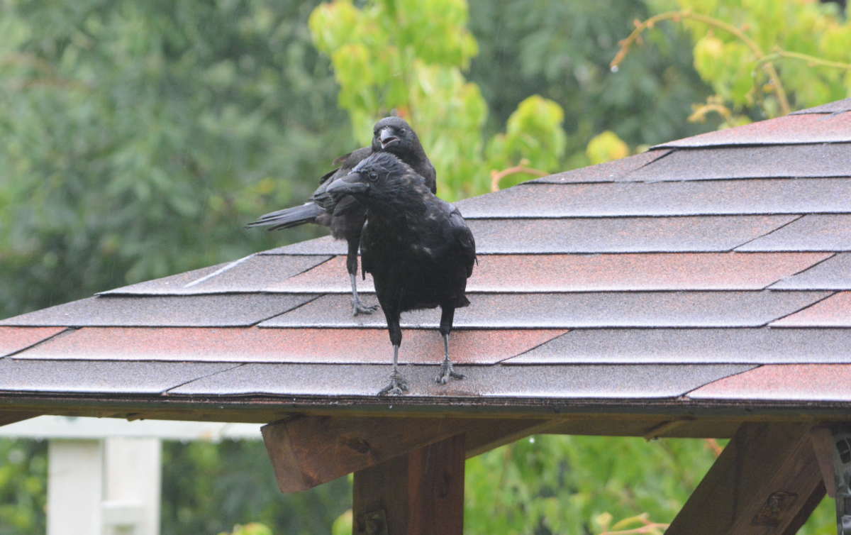 ハシボソガラスの親子