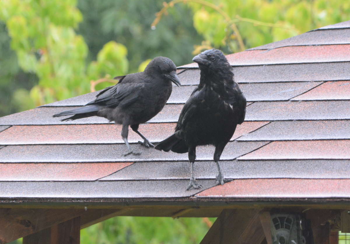 ハシボソガラスの親子