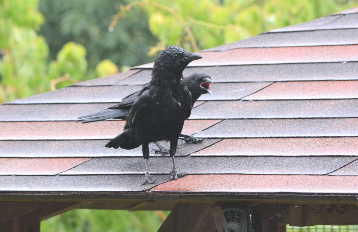 ハシボソガラスの親子