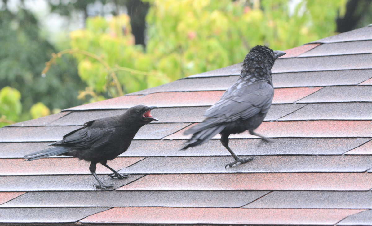 ハシボソガラスの親子