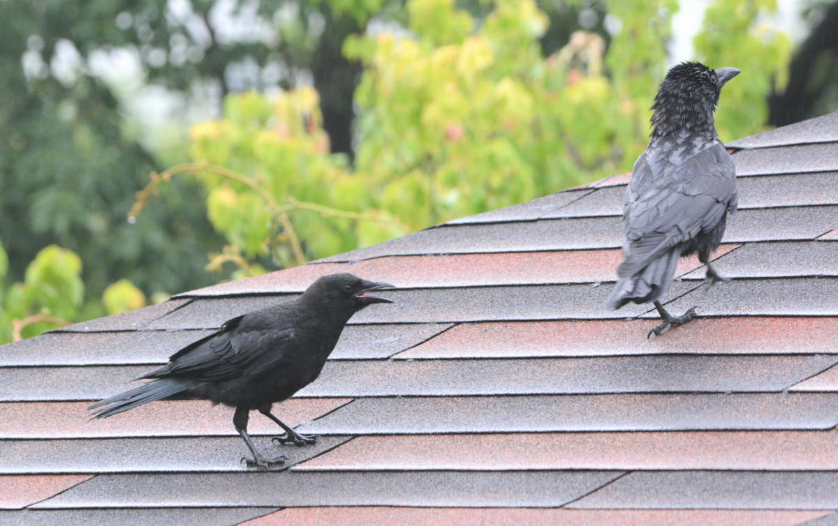 ハシボソガラスの親子