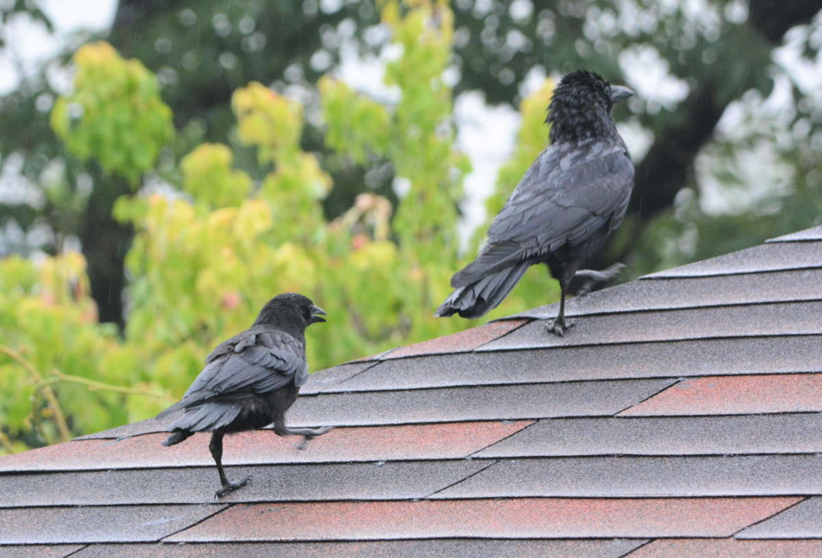 ハシボソガラスの親子
