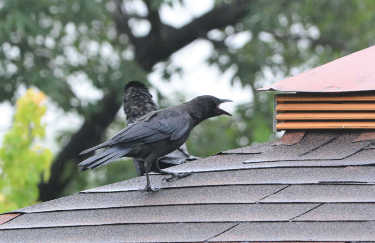 ハシボソガラスの親子