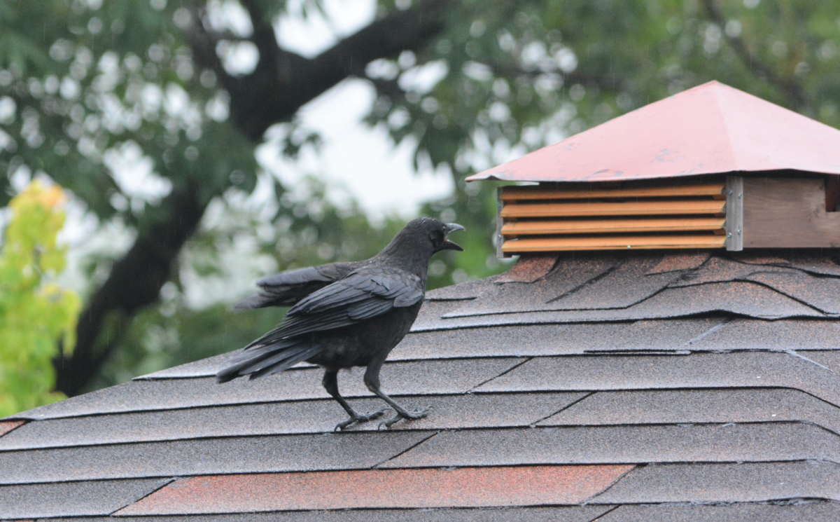 ハシボソガラスの親子