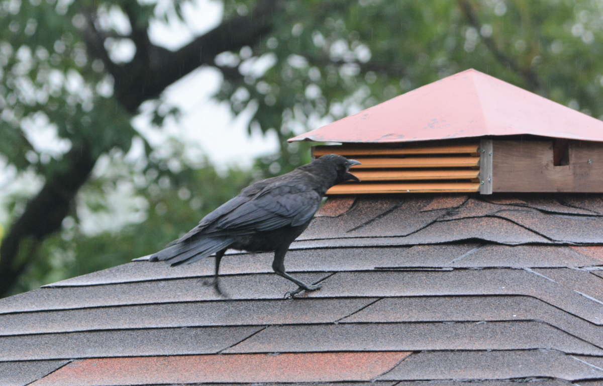 ハシボソガラスの親子