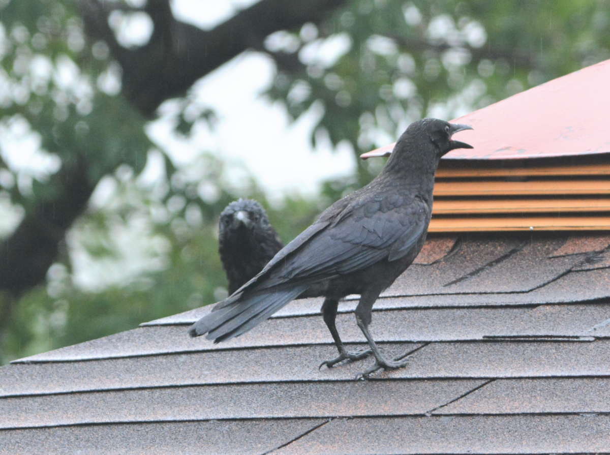 ハシボソガラスの親子