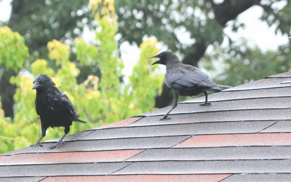 ハシボソガラスの親子