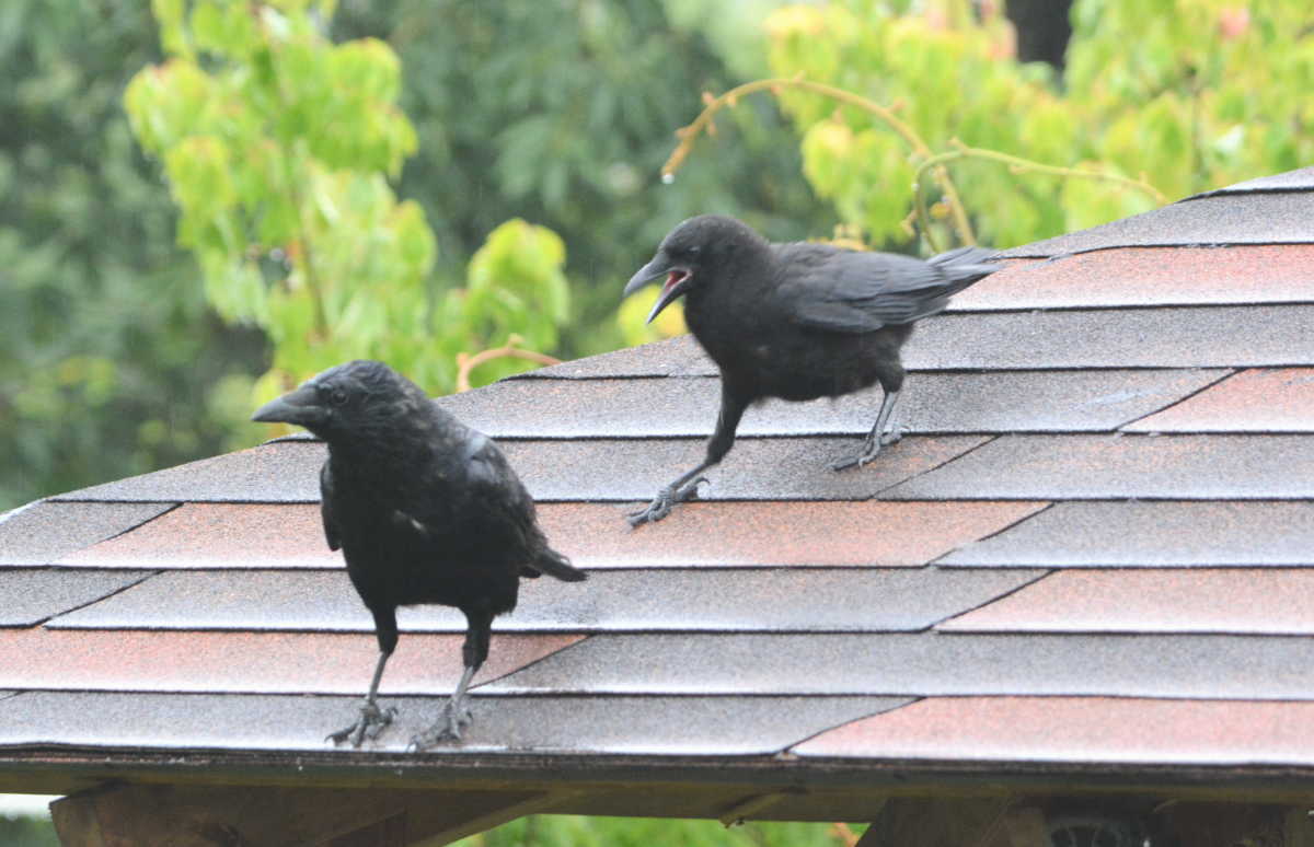 ハシボソガラスの親子