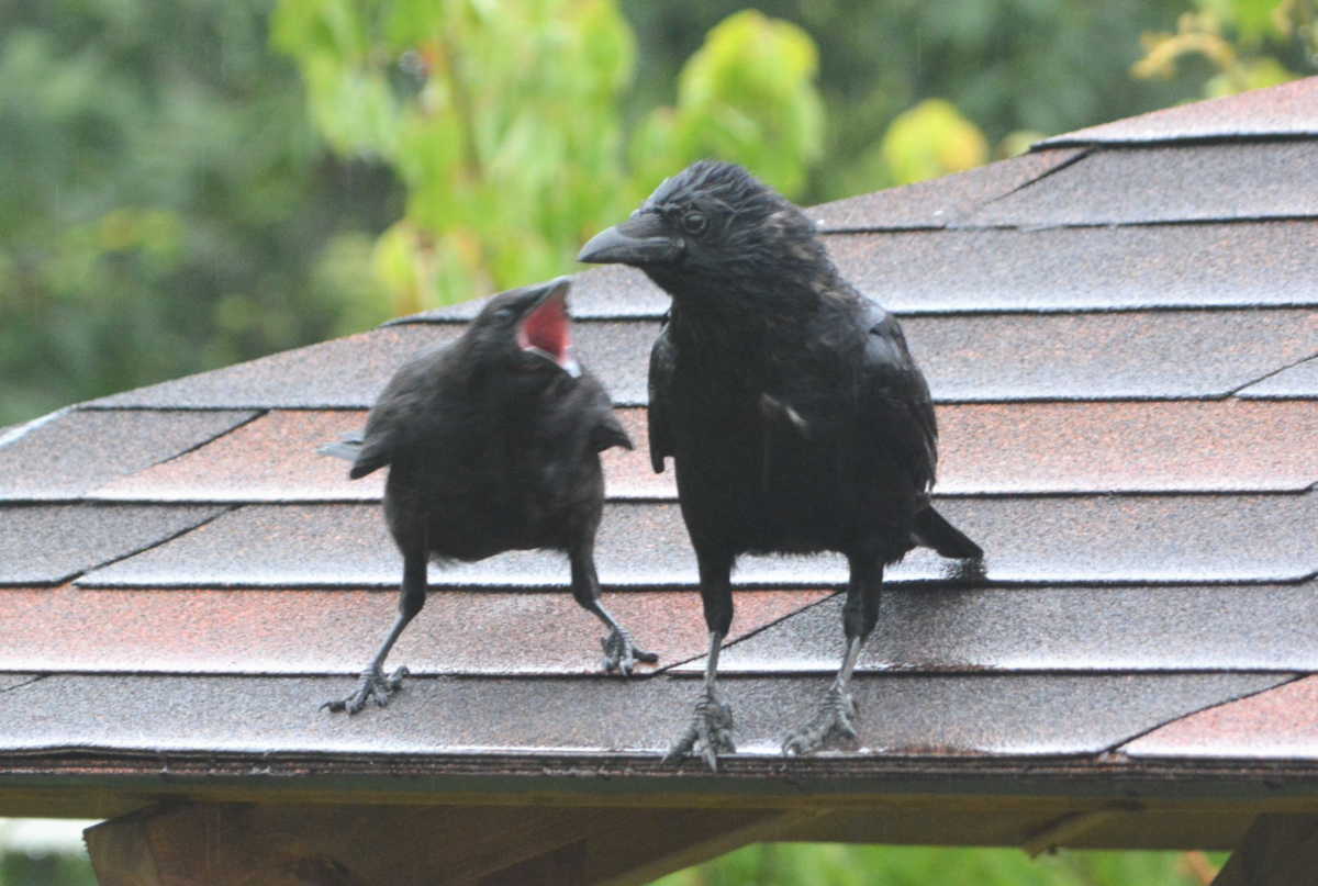 ハシボソガラスの親子