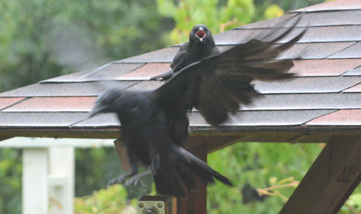 ハシボソガラスの親子
