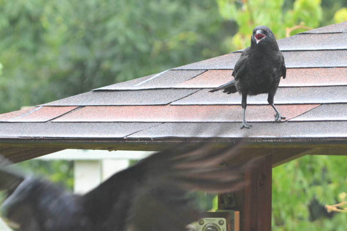 ハシボソガラスの親子