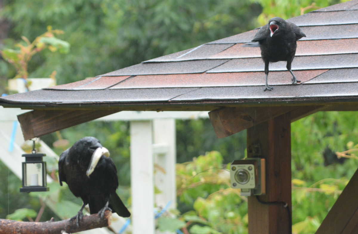 ハシボソガラスの親子