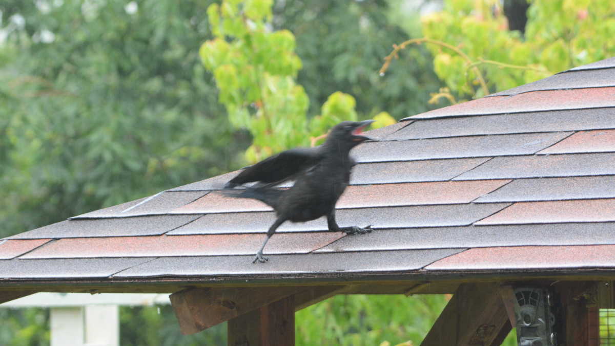 ハシボソガラスの親子