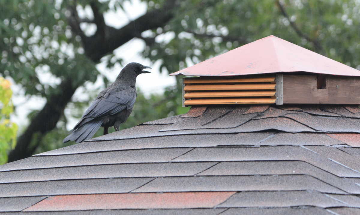 ハシボソガラスの親子