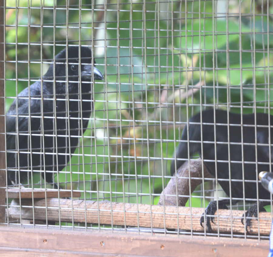 遊びに来たカラス