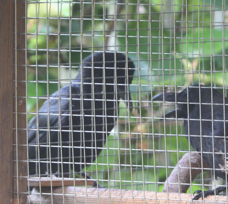 遊びに来たカラス