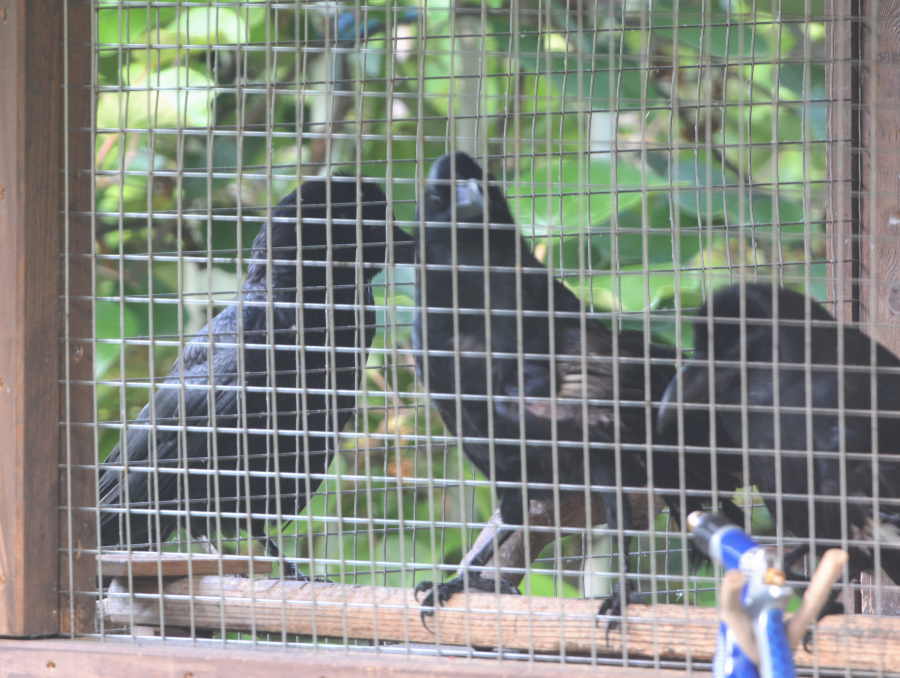 遊びに来たカラス