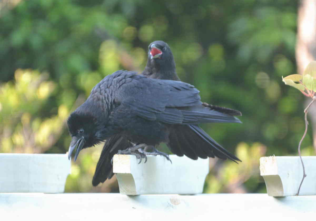 カラスの親子