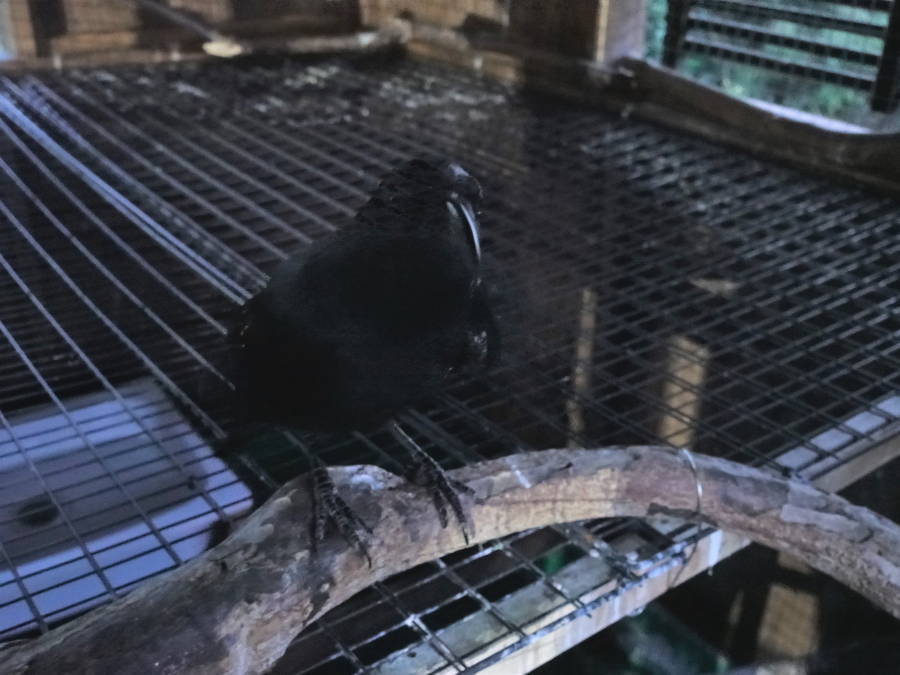 夕暮れのカラス