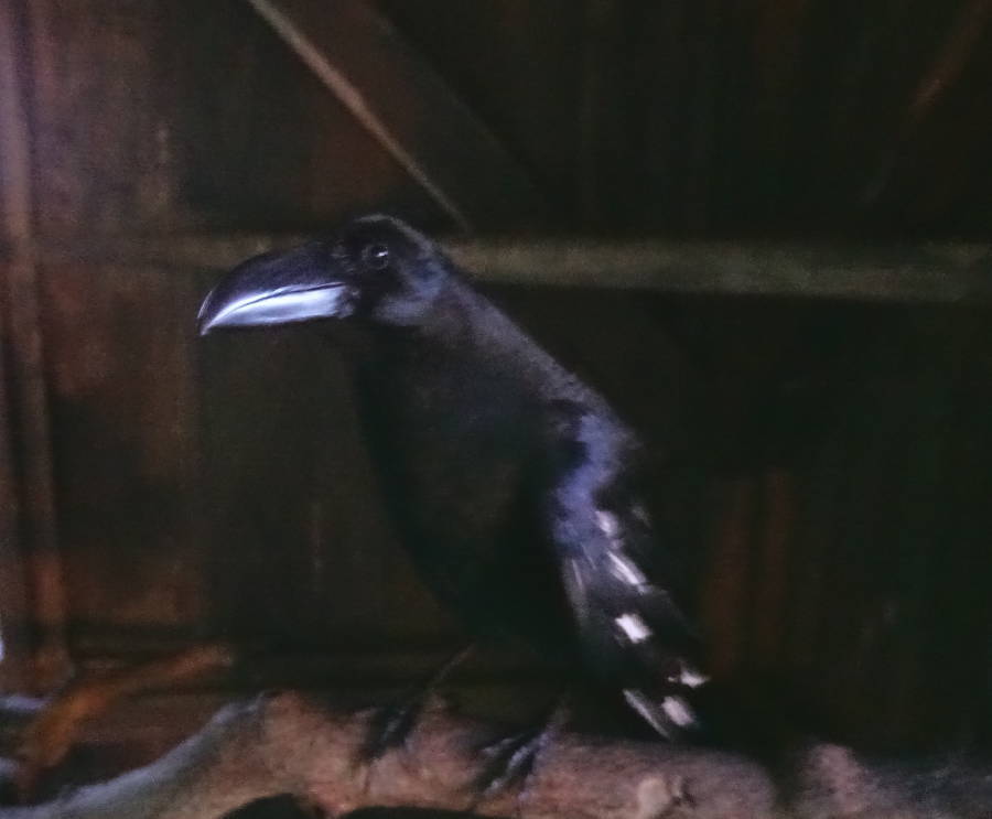 夕暮れのカラス