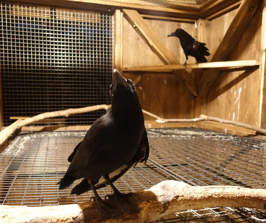 カラス小屋に電灯をつけた