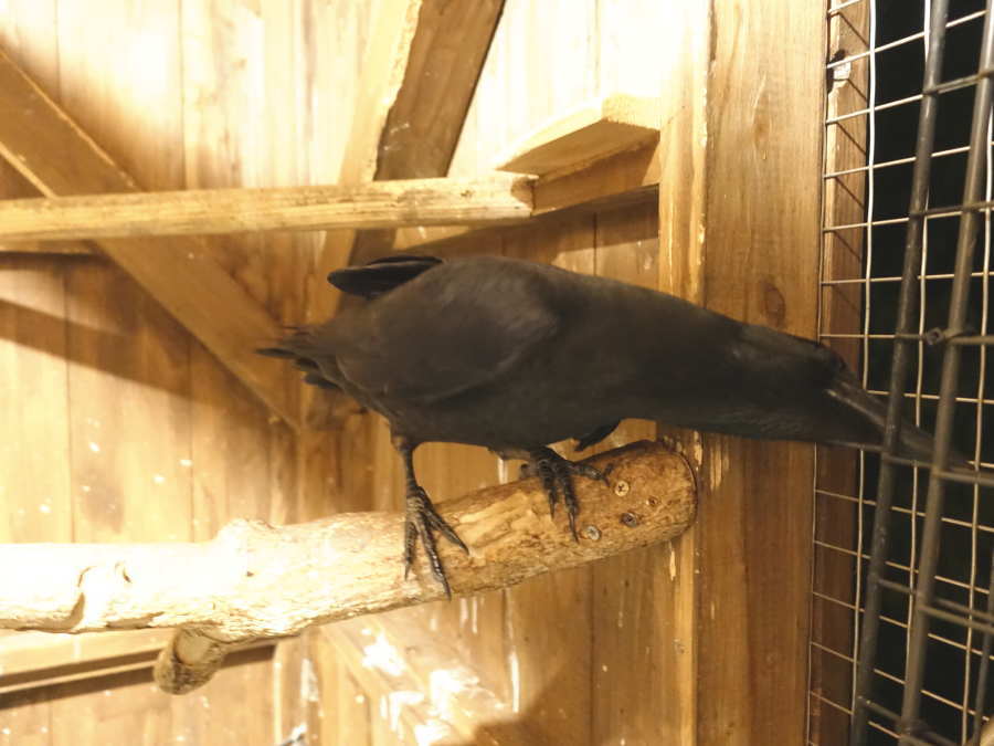 カラス小屋に電灯をつけた
