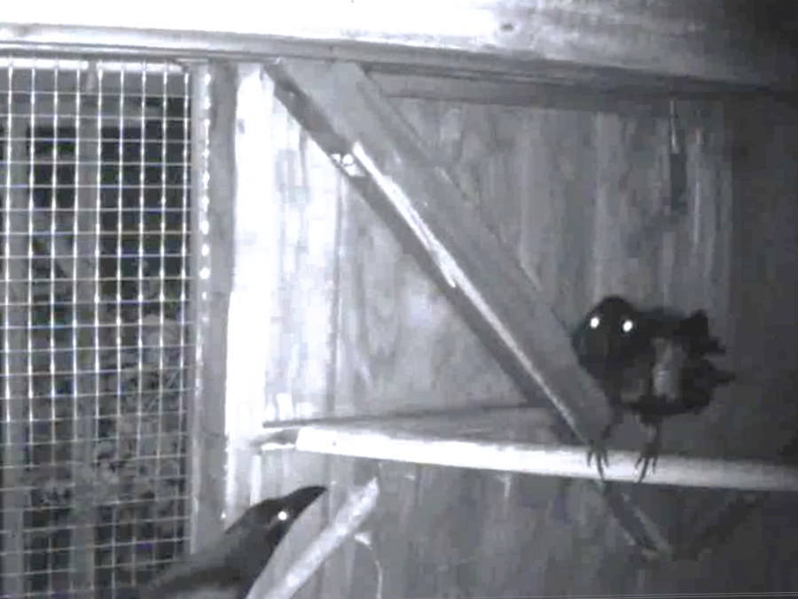 カラス小屋に電灯をつけた