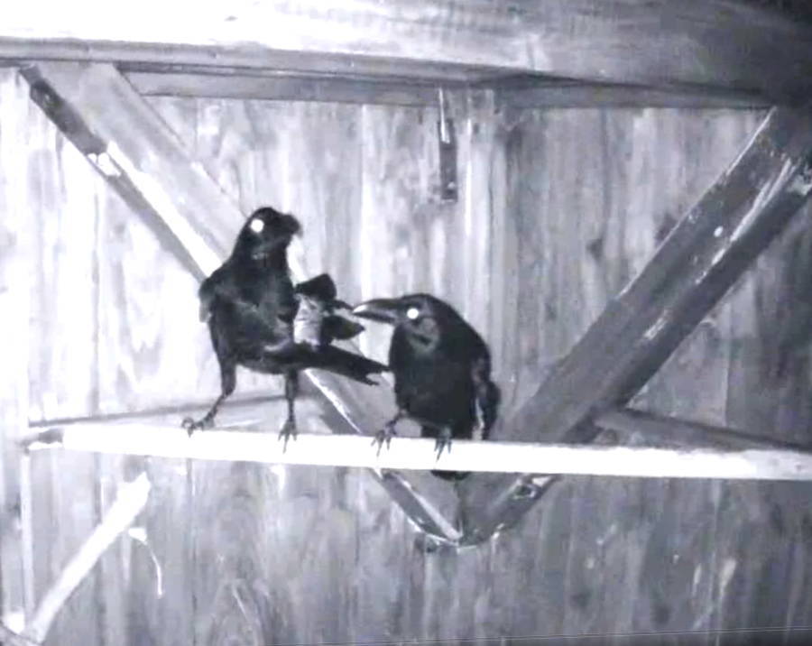 カラス小屋に電灯をつけた