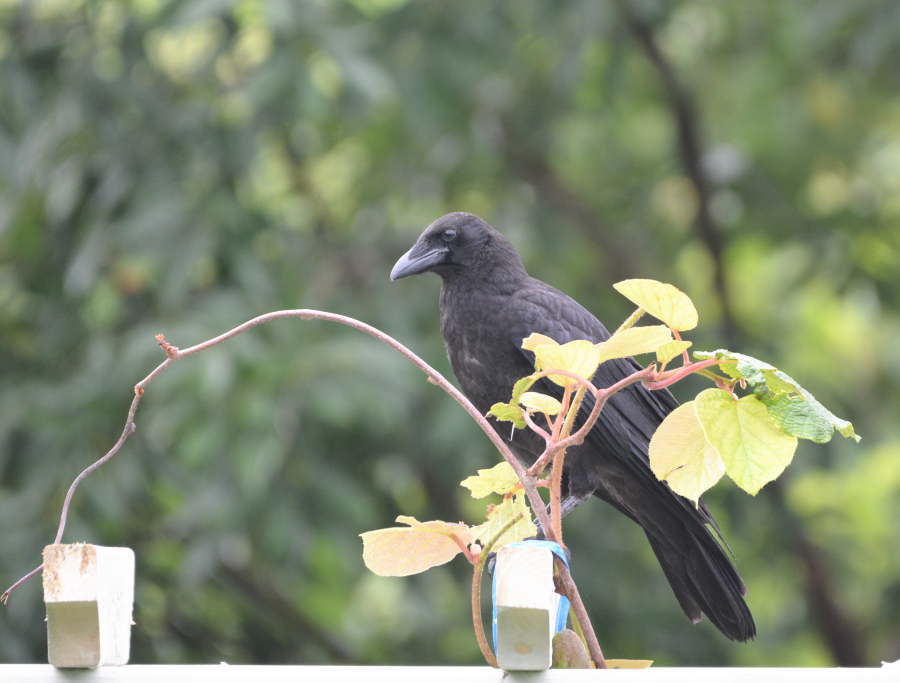 遊びに来た子ガラス