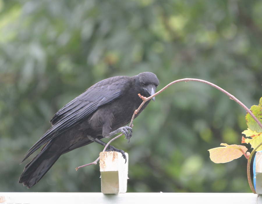 遊びに来た子ガラス