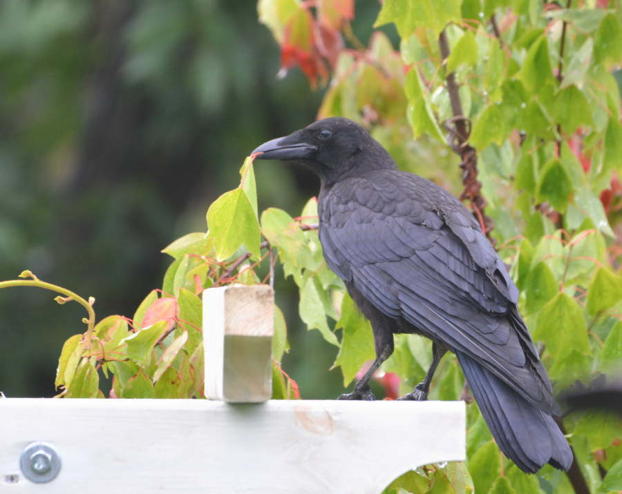 遊びに来た子ガラス