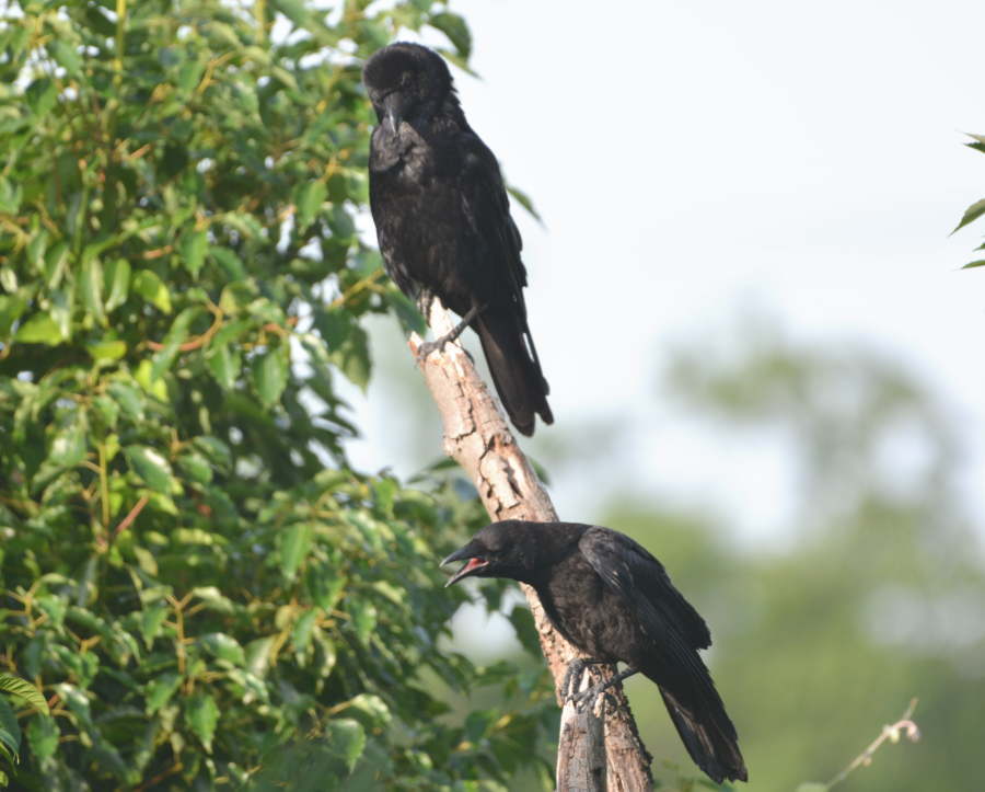 遊びに来た子ガラス