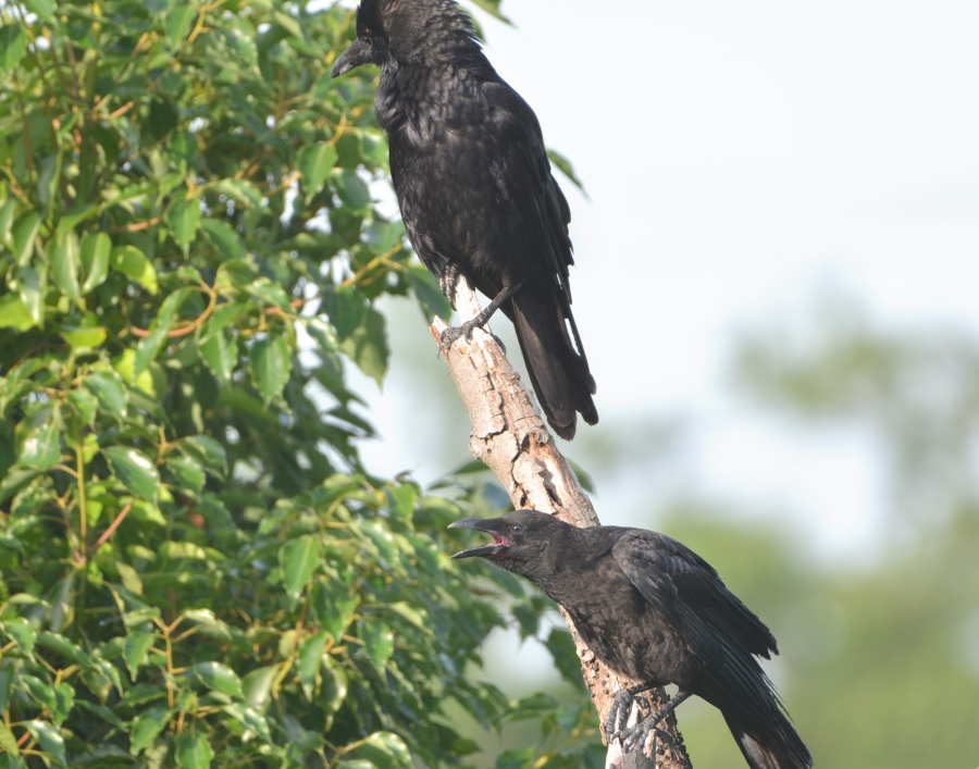 遊びに来た子ガラス